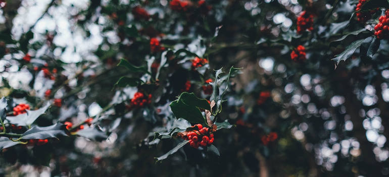 holly-berries