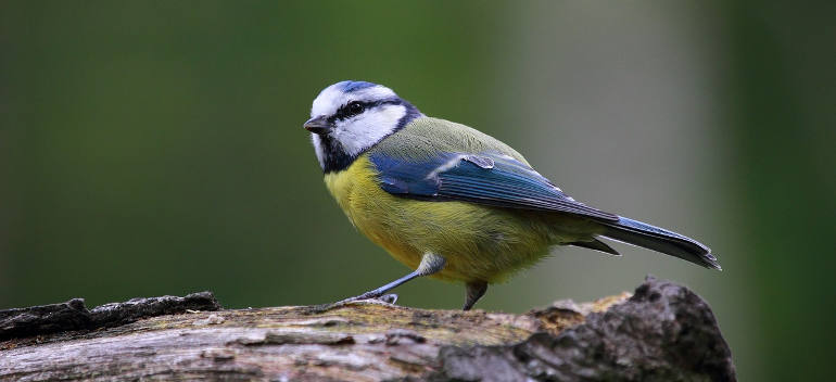 blue-tit