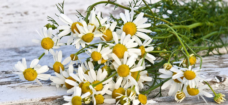 edible-flowers