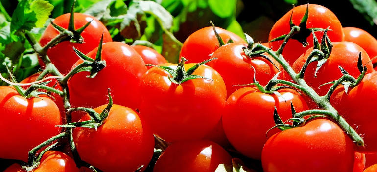 Tomato planting in June