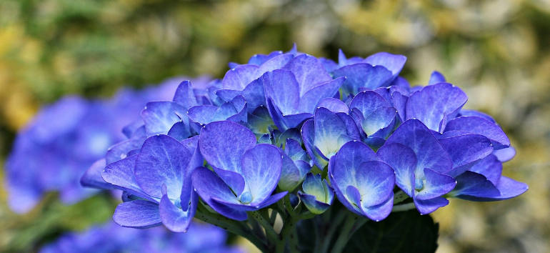 hydrangea