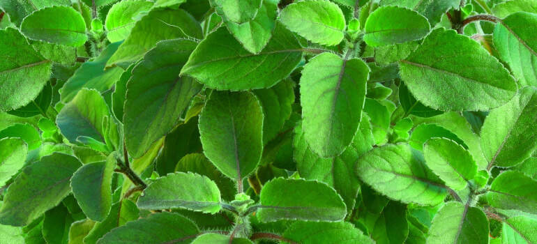 Holy basil plant