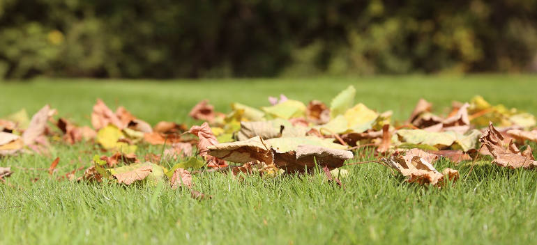 autumn-gardening