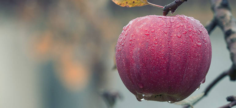 garden-in-the-autumn