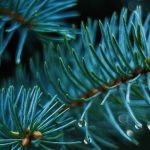 Replant, Reuse, Recycle – 3 Responsible Ways to Dispose of Your Christmas Tree