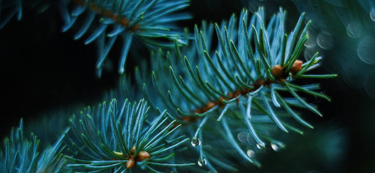 Can You Replant a Christmas Tree, and Should You? With vs Without Roots