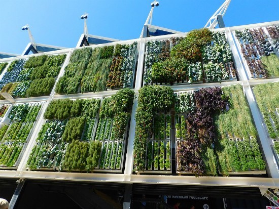 Vertical garden on building