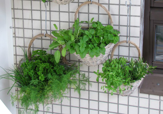 Balcony Plants