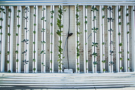 DIY Vertical Green Wall