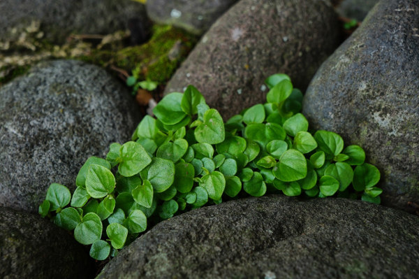 mint in the garden