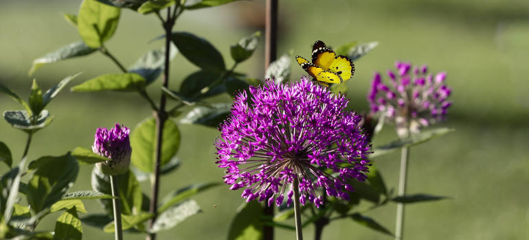 How To Start Your Own Butterfly Garden