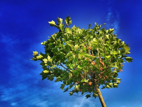 Picture of a maple tree.