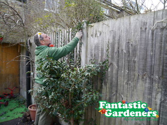 gardener removes ivy