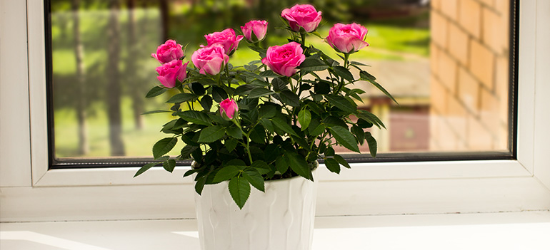 Growing roses indoors with grow deals lights