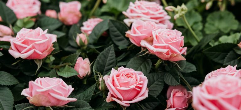 How to Grow Roses Indoors - Full Guide by Fantastic Gardeners
