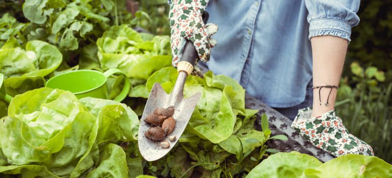 Woman getting rid of slugs in the garden