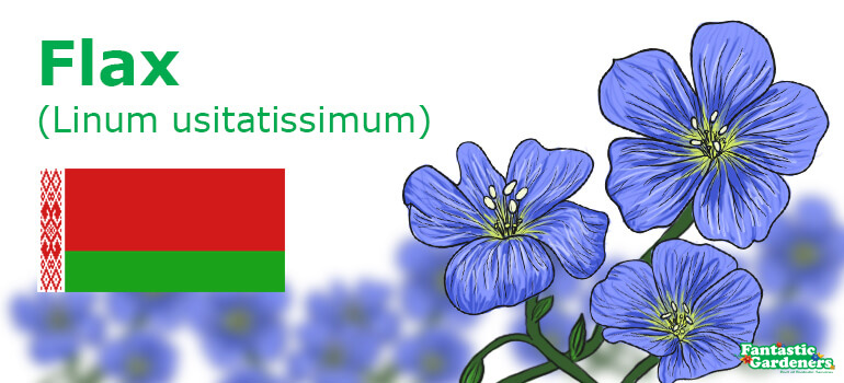 Belarus national flower