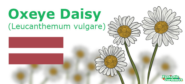national flower of Latvia