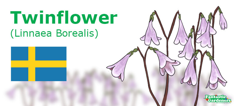 Sweden's national flower