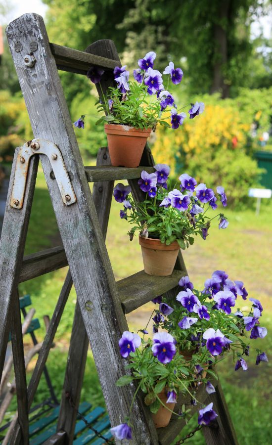 a wooden ladder decorated with potted plants