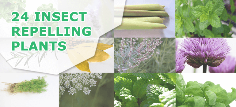 Chase the Bugs! 24 Plants That Repel Insects (For Good)