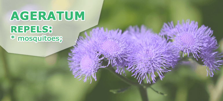 ageratum