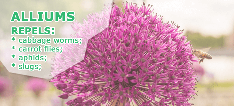 alliums