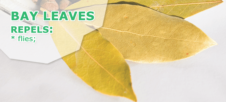 bay leaves