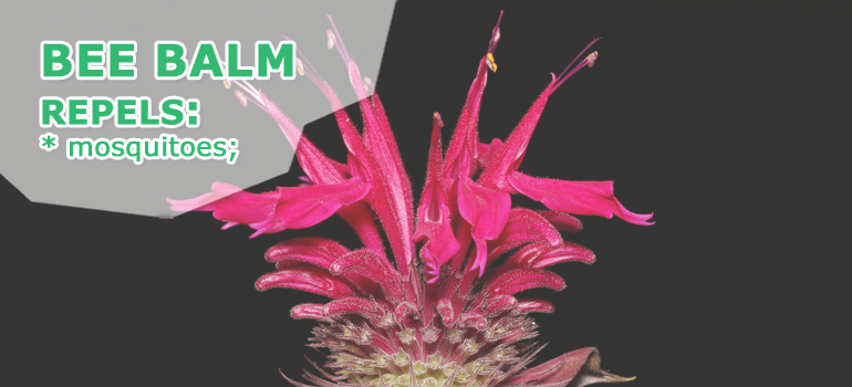 bee balm