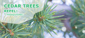 Tree Repel Chase the Bugs! 24 Plants That Repel Insects (For Good)