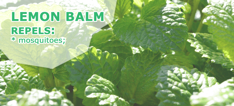 lemon balm