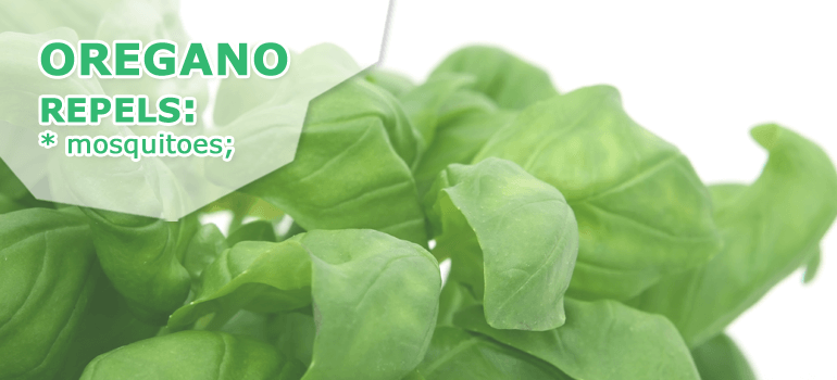 Oregano