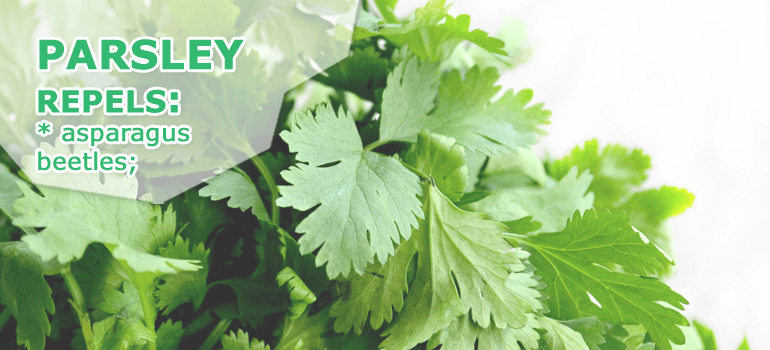 parsley