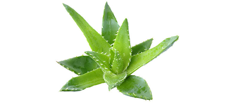 Aloe vera