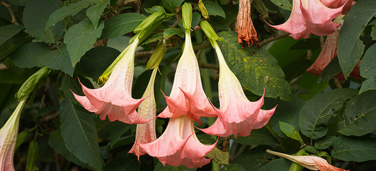 Brugmansia