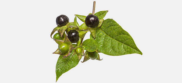 Atropa belladonna