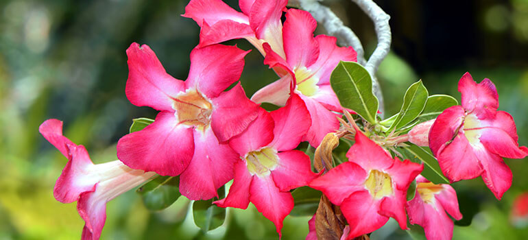 Adenium obesum