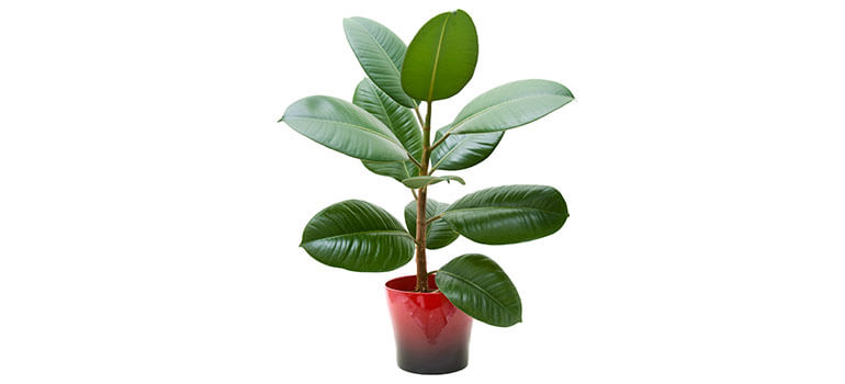 Ficus