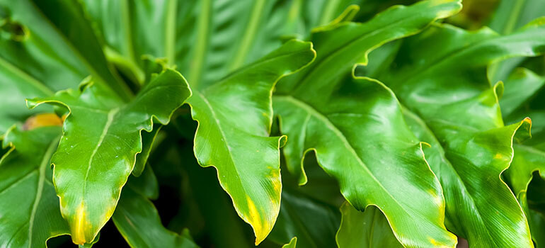 Philodendron