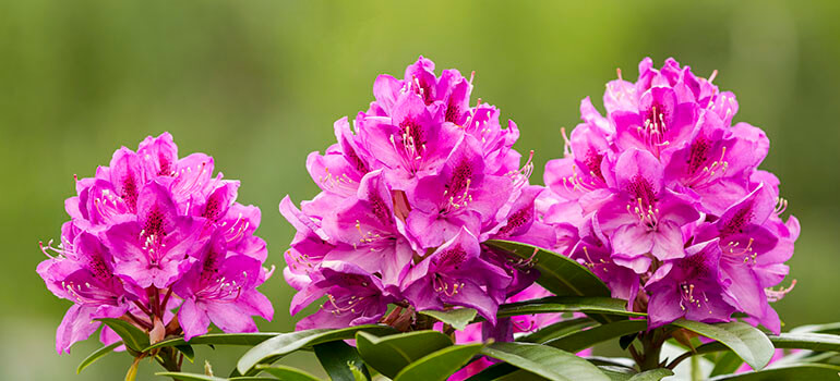 Rhododendron