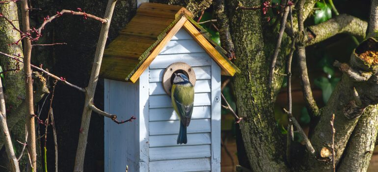 Bird in garden birdhouse