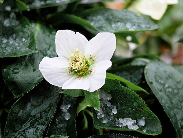 christmas rose winter flower