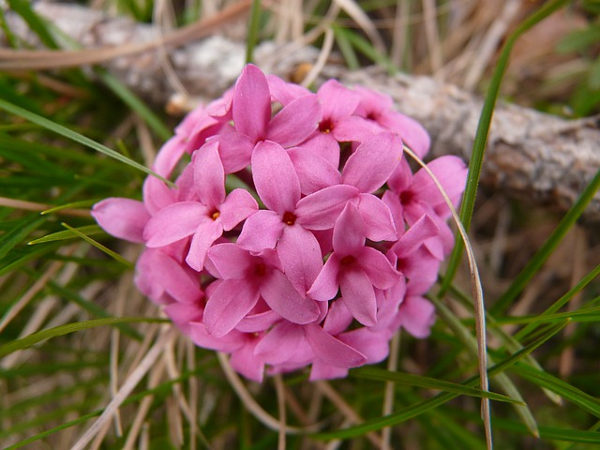 daphne winter flower