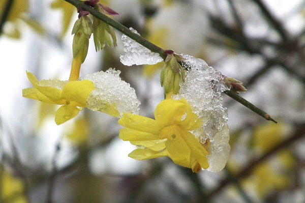 jasmin winter flower