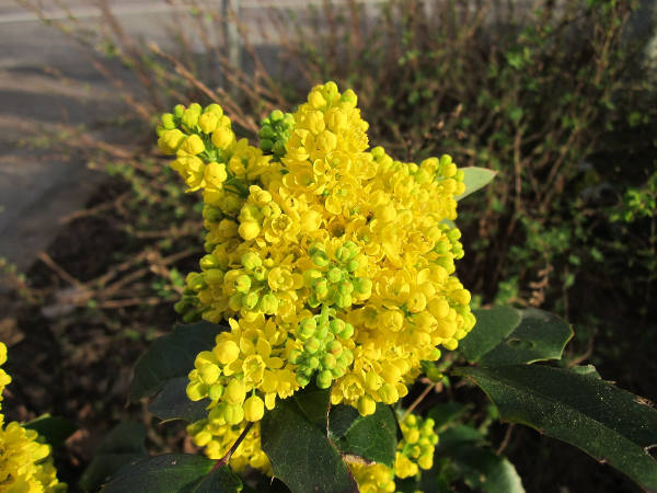 mahonia winter flower