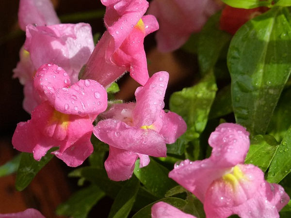 snapdragon winter flower