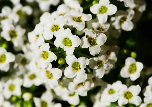 sweet alyssum winter flower