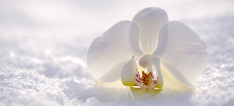 winter blooming flowers