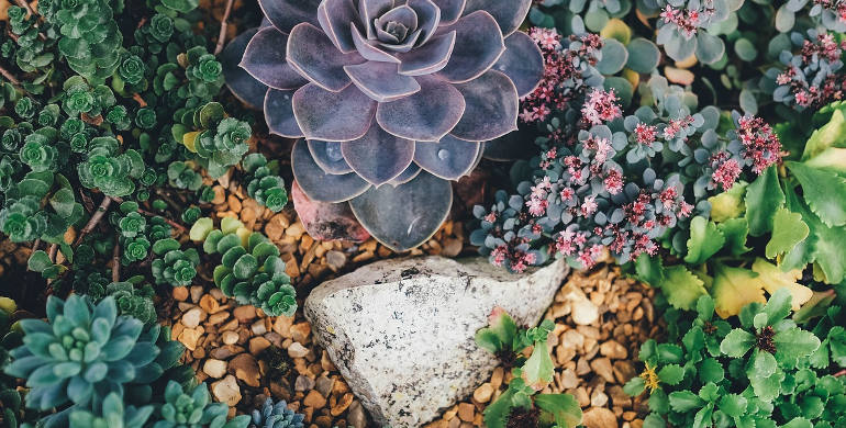 succulent garden trend 2017