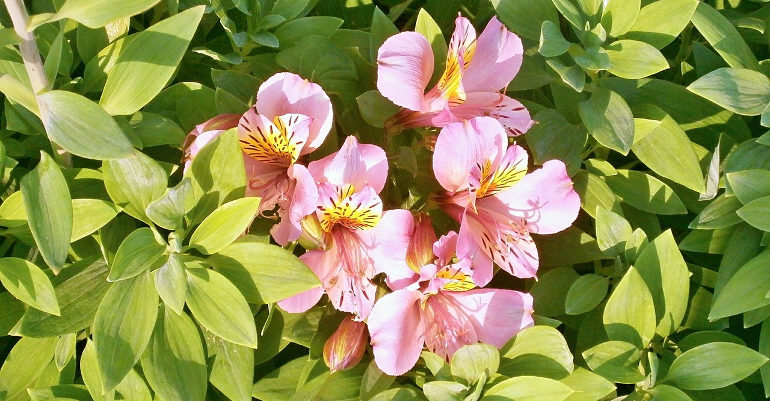 alstroemeria